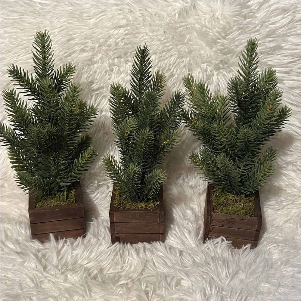 Set of Three Miniature Pine Trees in Wooden Boxes from Target